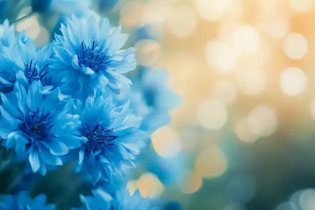 Vibrant blue cornflowers in full bloom, standing out against a soft yellow-green background