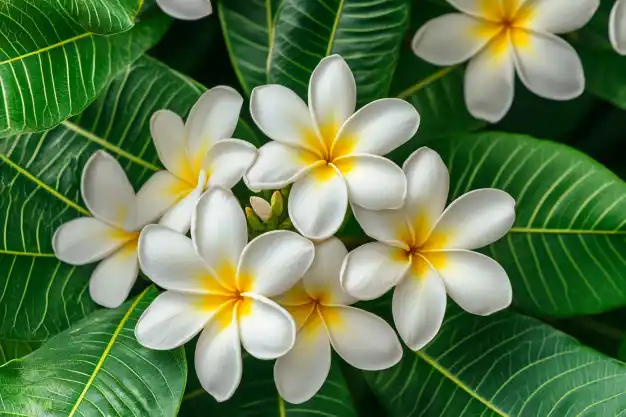 Yellow and white plumeria flowers with green leaves in the background