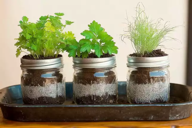 Repurposed Mason Jar Succulent Planters for Rustic Charm