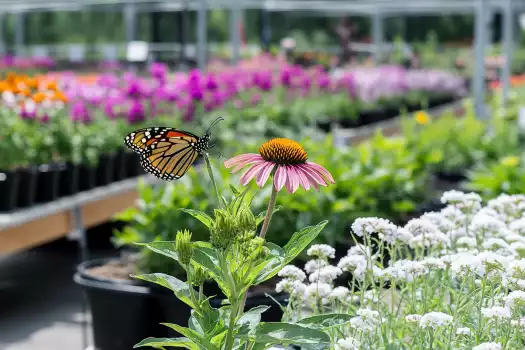 Tips for Creating a Pollinator-Friendly Garden