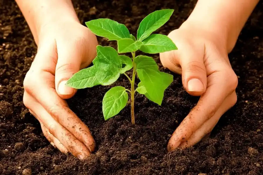 Hands gently planting a young green seedling in rich, dark soil