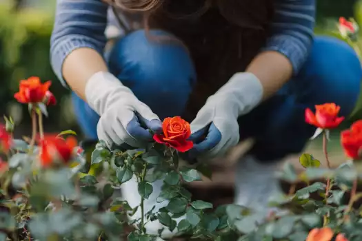 Growing Roses for Gorgeous Blooms: Expert Tips Made Easy