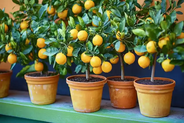 Growing Citrus Trees in Containers