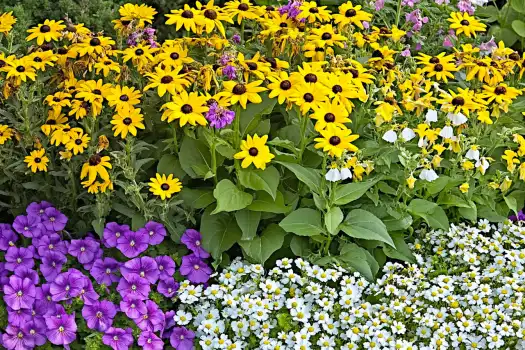 Top 10 Flowers That Attract Pollinators to Your Garden