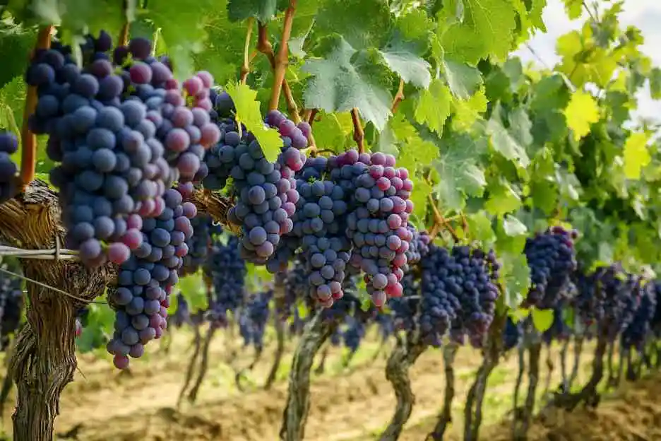 Vineyard with clusters of ripe purple grapes hanging from vines.