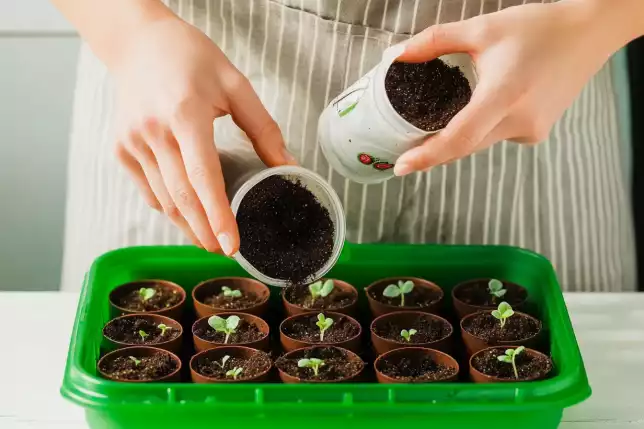 Preparing Seeds for Germination