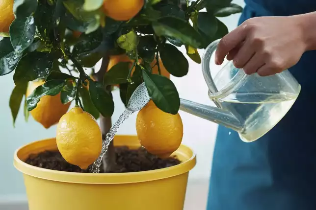 Watering and Fertilizing Your Citrus Tree