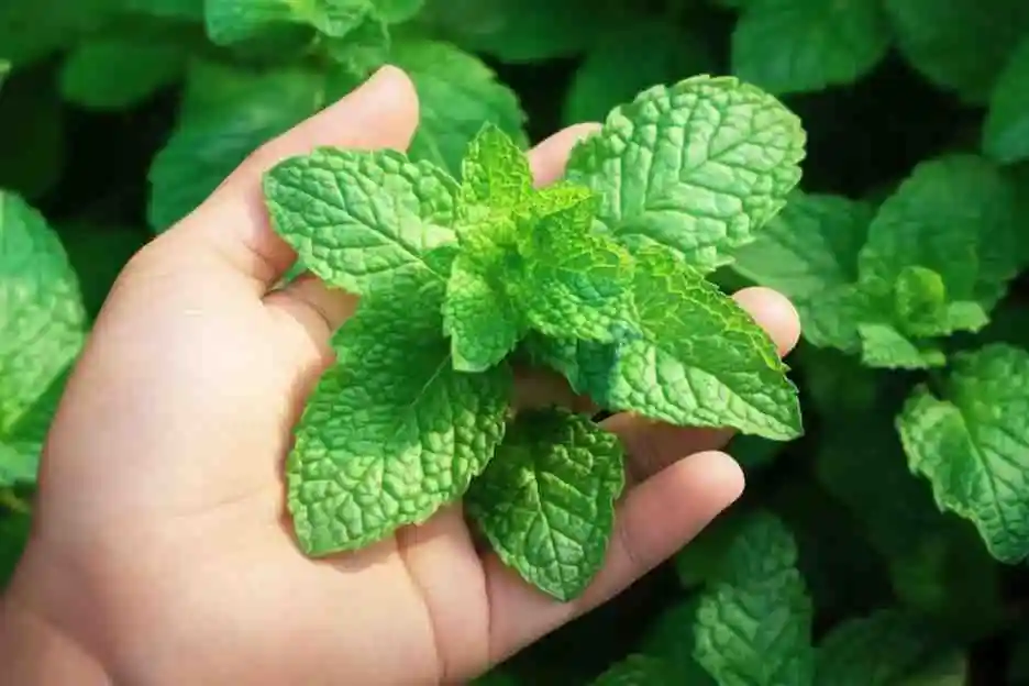 Hand holding fresh green mint leaves.