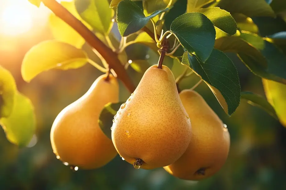 Ripe yellow pears hanging from a tree branch in sunlight.