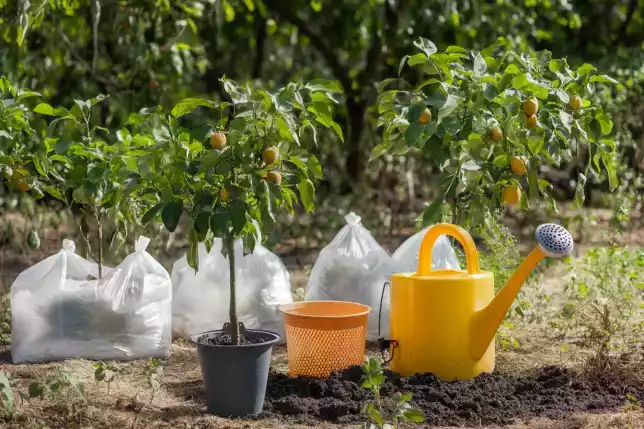 Young fruit trees in pots with a watering can, soil, and mulch bags, ready for planting