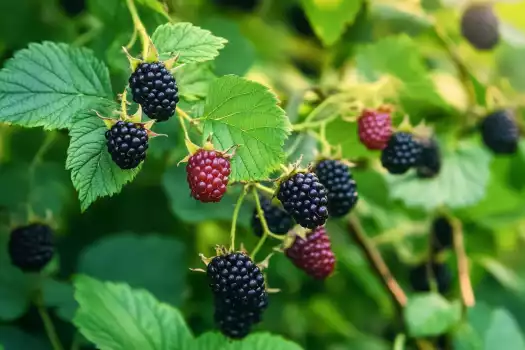  Berry Bushes for a Fruitful Backyard Garden