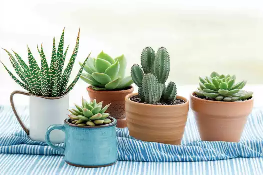 Beautiful Ways To Decorate With Succulents