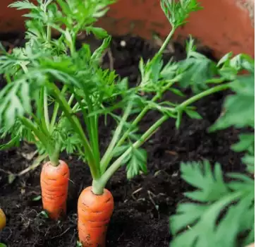 Growing Carrots in Containers