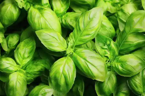 Close-up of fresh basil leaves.