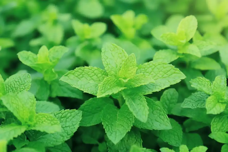 Close-up of vibrant green mint leaves.