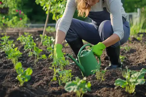 Gardener watering young plants in a vegetable garden.