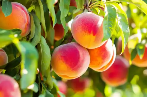 Juicy peaches hanging from branches, glowing in shades of pink and orange under the sun.
