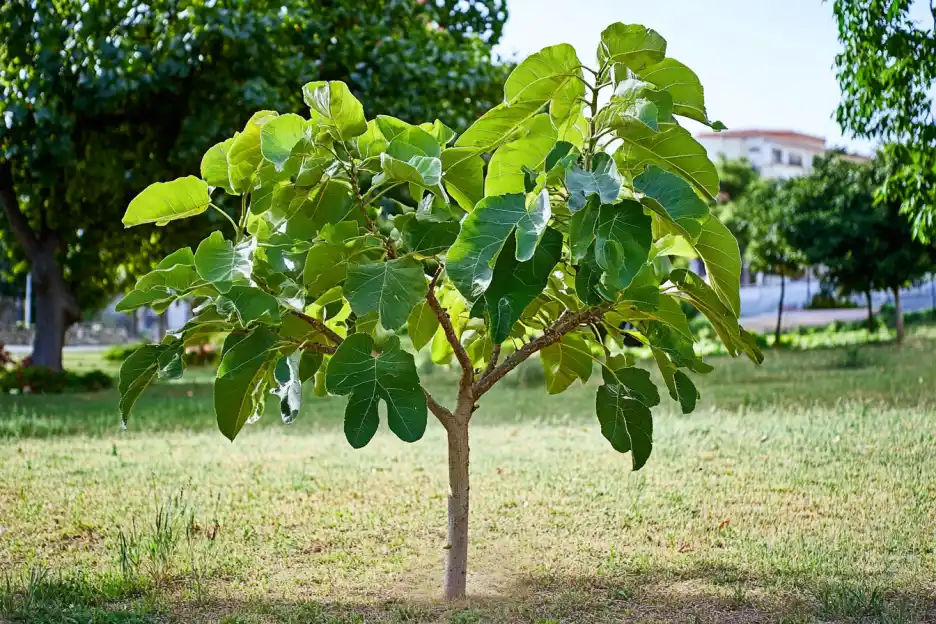 Young fig tree with large leaves in an open grassy area.