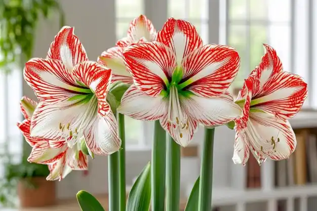 Close-up of vibrant red and white amaryllis flowers in bloom, set against a bright indoor background.