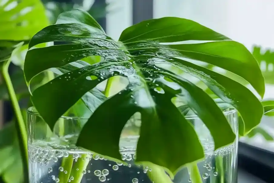 Close-up of a Monstera leaf with unique cutouts, resting in a glass vase filled with water, surrounded by lush green plants