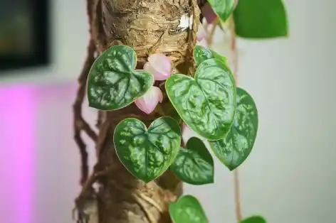 Close-up of a Scindapsus plant with heart-shaped leaves climbing up a moss pole, displaying its unique silver-green patterns