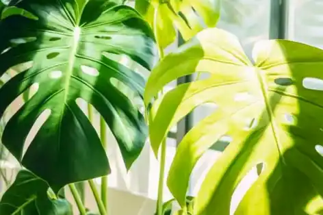 Close-up of vibrant green Monstera leaves with natural sunlight highlighting their unique cutouts and texture