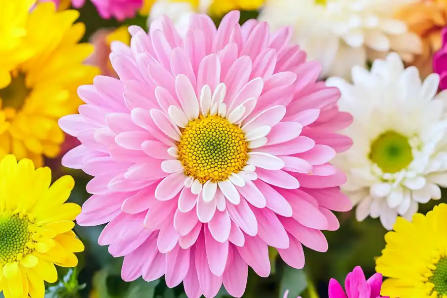 Close-up of vibrant pink chrysanthemum in full bloom, surrounded by yellow and white flowers, showcasing its intricate petal arrangement