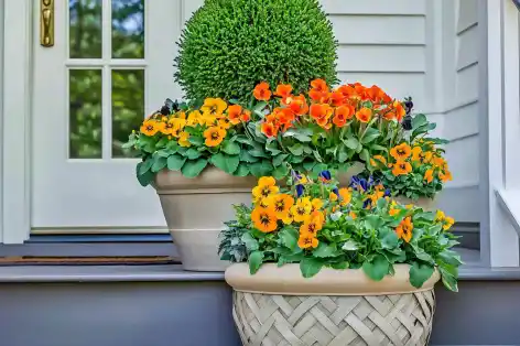 Colorful potted plants with vibrant orange, yellow, and red flowers, arranged on outdoor steps, adding a cheerful touch to the porch