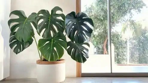 Large Monstera plant in a white pot placed indoors near a wooden-framed glass door, showcasing its vibrant green leaves and natural fenestrations