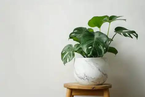 Modern minimalist setup with a green indoor plant in a sleek white ceramic pot, placed on a wooden stool against a light background