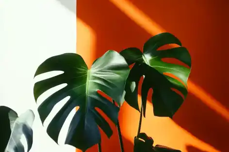 Monstera leaves with striking shadows against an orange background, showcasing their deep green color and iconic fenestrations