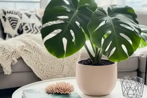 Monstera plant in a beige pot on a stylish white coffee table, adding a touch of greenery to a cozy, modern living room setup.