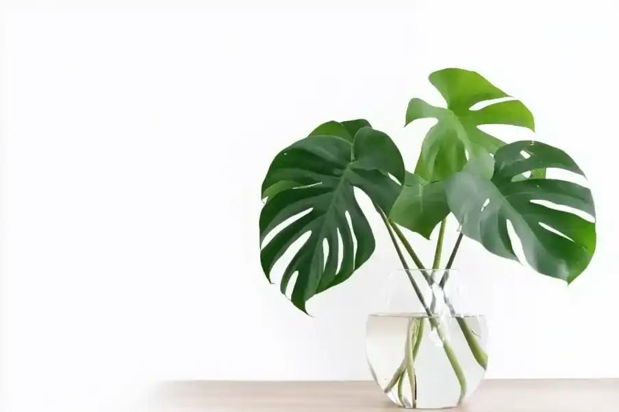 Monstera plant with lush, green leaves in a clear glass vase on a wooden surface, set against a white background