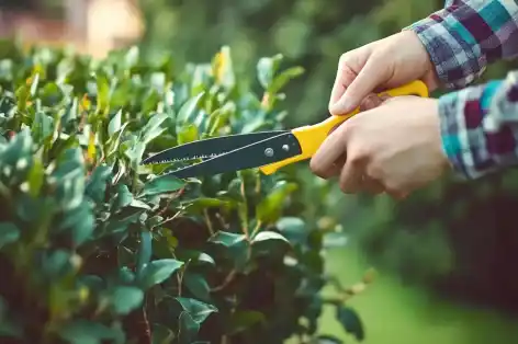 Person trimming green hedges with yellow-handled garden shears in a sunny outdoor setting