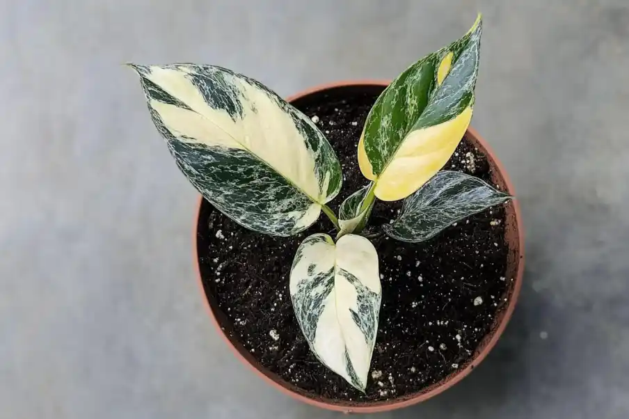 Scindapsus plant with striking variegated leaves in shades of dark green, cream, and yellow, potted in fresh soil