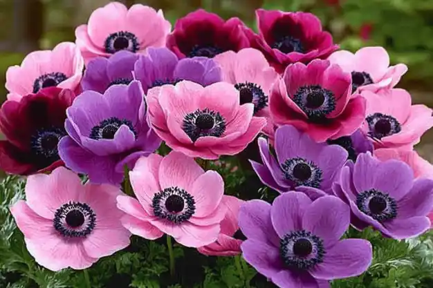 A vibrant cluster of anemone flowers in shades of pink, purple, and magenta, with dark centers and delicate petals, surrounded by lush green foliage.