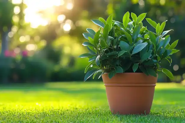 A vibrant green plant growing in a terracotta pot placed on a lush green lawn. The background features a softly blurred garden scene bathed in warm, golden sunlight, creating a peaceful and serene atmosphere