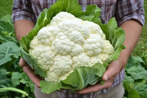 A person holding a freshly harvested, large head of cauliflower with vibrant green leaves. The white florets are dense and crisp, showcasing the health and quality of the vegetable. In the background, lush cauliflower plants are growing in a garden, emphasizing a thriving harvest.