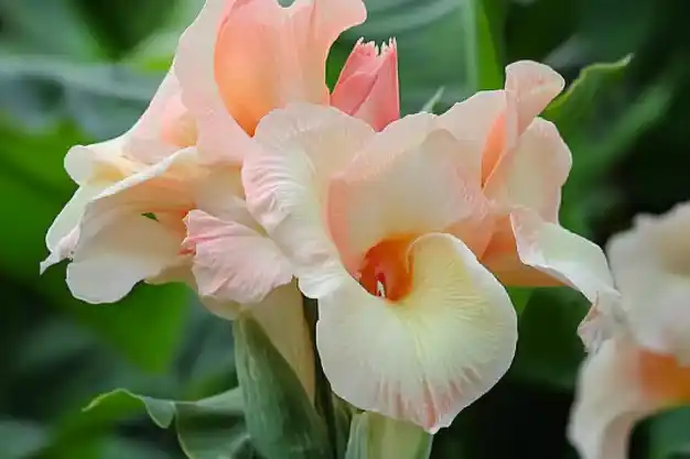 A delicate peach-colored gladiolus flower in full bloom, surrounded by lush green foliage in a garden setting.