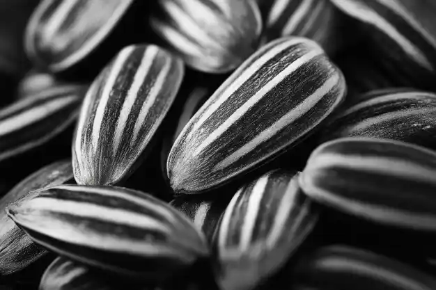 Close-up of striped sunflower seeds in black and white.