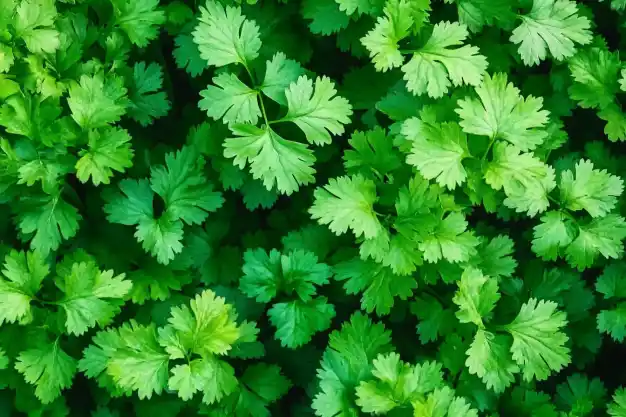 Top view of lush green cilantro leaves, showcasing their vibrant and fresh appearance.