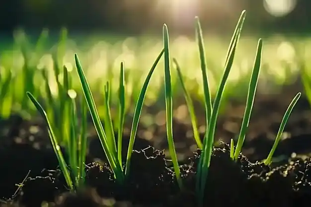 Young green shoots emerging from soil, basking in warm sunlight