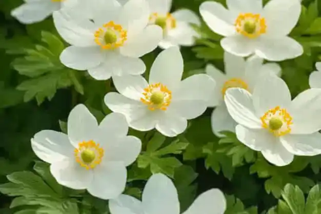 This is a photo of white flowers with yellow centers, possibly wood anemones (Anemone nemorosa), known for their delicate blooms and lush green foliage. Let me know if you'd like additional information or help with anything related to these flowers!