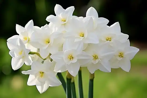 A cluster of pure white Paperwhite Narcissus flowers with yellow centers, set against a blurred green background, showcasing their delicate and elegant beauty.