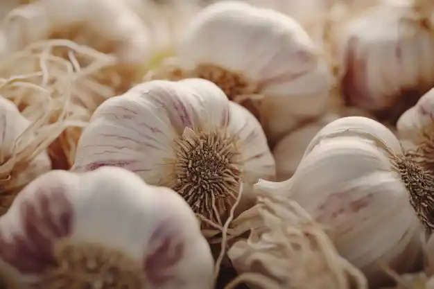 Close-up of freshly harvested garlic bulbs with roots attached.