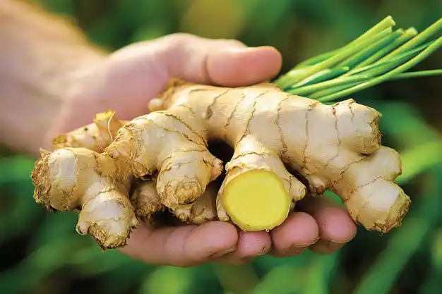 A freshly harvested ginger root held in a hand, showcasing its vibrant golden interior and green stems, set against a blurred natural background.