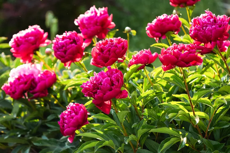 Vibrant pink peonies blooming in sunlight, showcasing lush green foliage