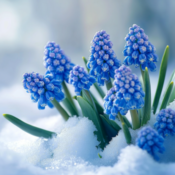 Vibrant purple grape hyacinths peeking through a blanket of fresh snow, symbolizing resilience in a winter garden