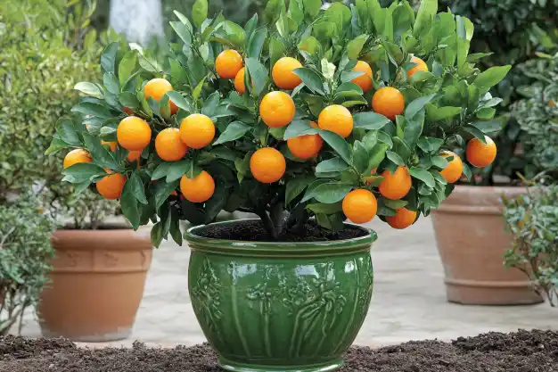 A vibrant orange tree growing in a decorative green ceramic pot placed on a patio. The tree is lush with glossy green leaves and loaded with ripe, bright orange fruits. In the background, other terracotta planters and greenery enhance the serene garden ambiance