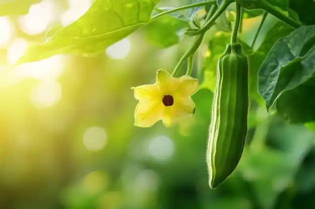 Close-up of a vibrant yellow flower and a fresh okra pod growing on a green plant, illuminated by warm sunlight in a lush garden